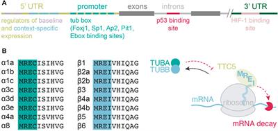 Regulation of Tubulin Gene Expression: From Isotype Identity to Functional Specialization